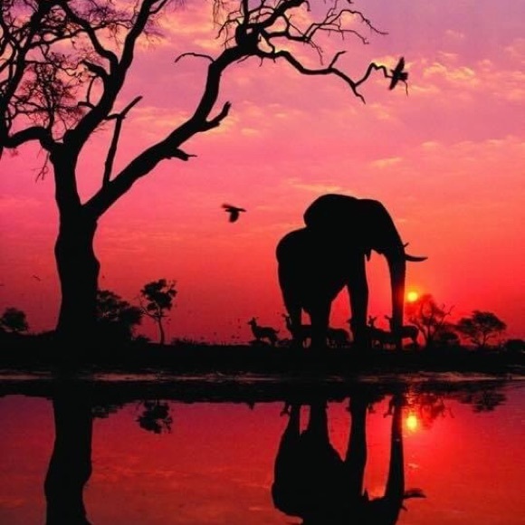 Meet your Posher, Ruby - Picture 1 of 1